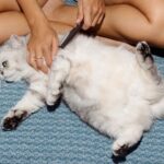 ارتباط بین گربه‌ها و آسم: درک علل، راهکارهای مدیریتی و نحوه درمان آلرژی