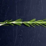 کدام گیاهان دارویی می‌توانند به کاهش کلسترول کمک کنند؟