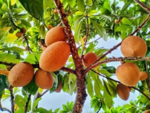 هیپرکلسمی: اگر کلسیم بیش از حد داشته باشید چه اتفاقی می افتد؟