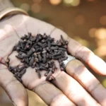 آیا روغن میخک به رشد مو کمک می‌کند؟