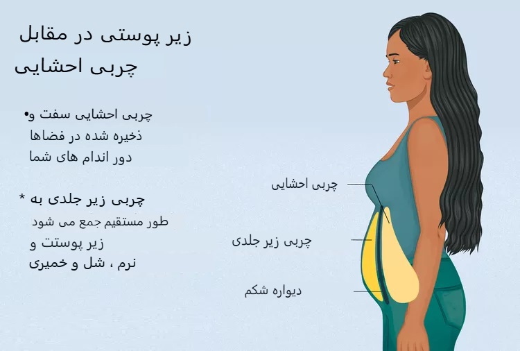 نقش چربی زیرپوستی در بدن و روشهای کاهش آن