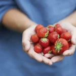 اگر هر روز توت‌فرنگی بخورید، قند خونتان چه تغییری می‌کند؟