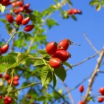 با مصرف منظم میوه نسترن چه اتفاقی برای بدن می‌افتد؟