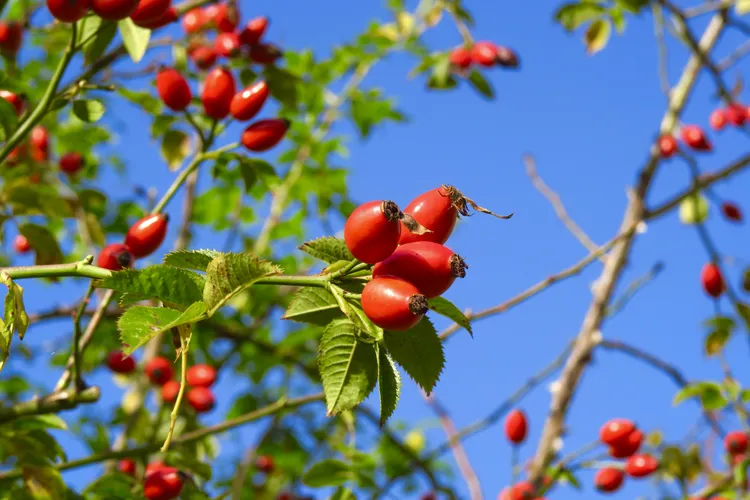 با مصرف منظم میوه نسترن چه اتفاقی برای بدن میافتد؟