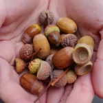 بلوط؛ منبعی سرشار از فیبر و مواد مغذی