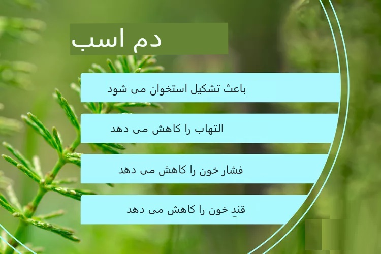 خواص گیاه دم‌اسبی برای سلامتی؛ شواهد علمی، فواید و عوارض